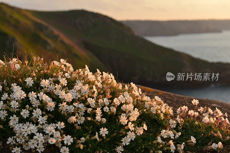 Sea Campion，泽西岛，英国